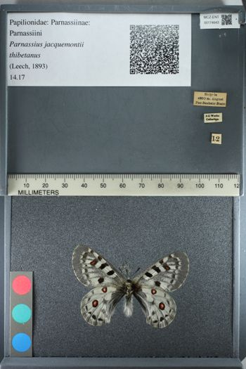 Media type: image;   Entomology 174643